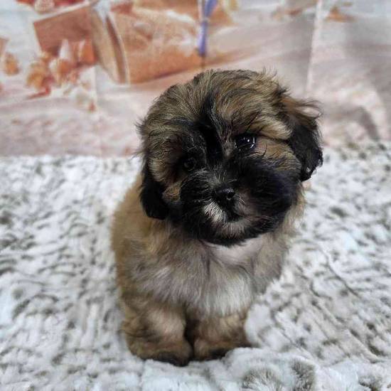 Bichonpoo