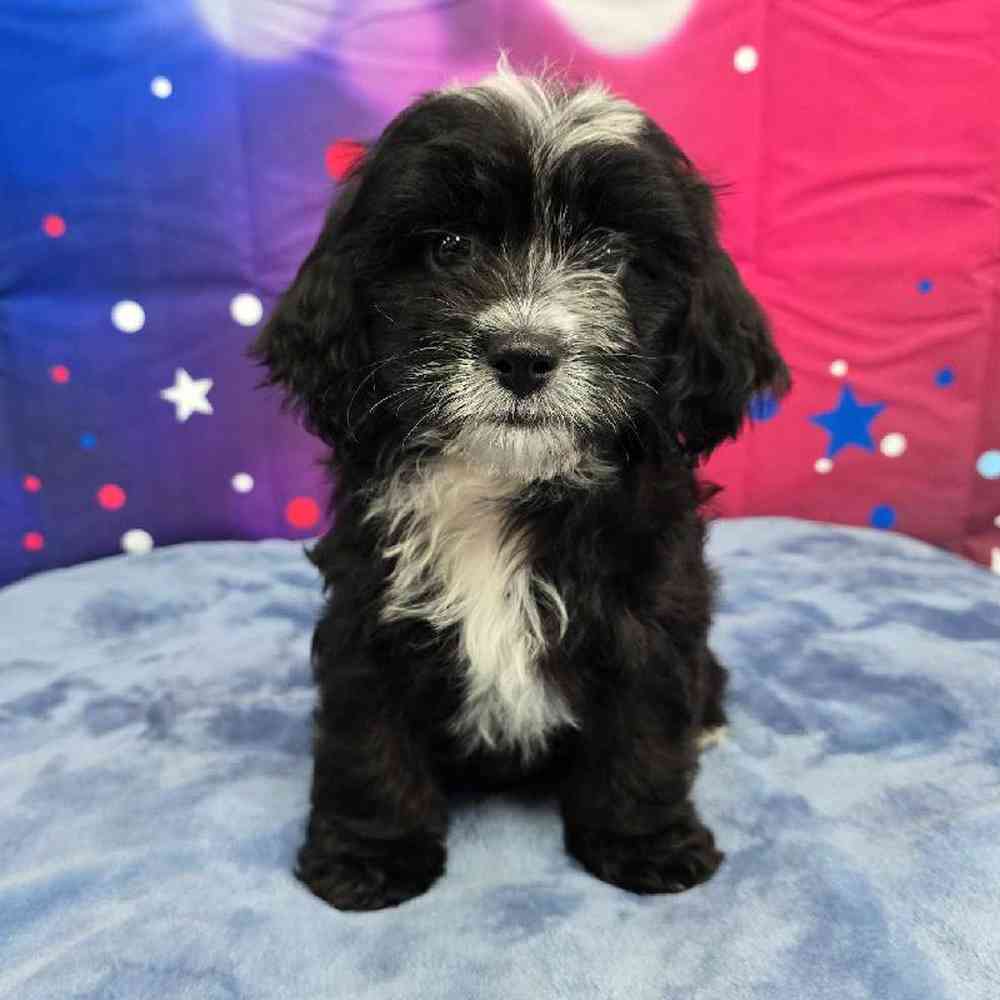 Female Shipoo Puppy for Sale in Virginia Beach, VA