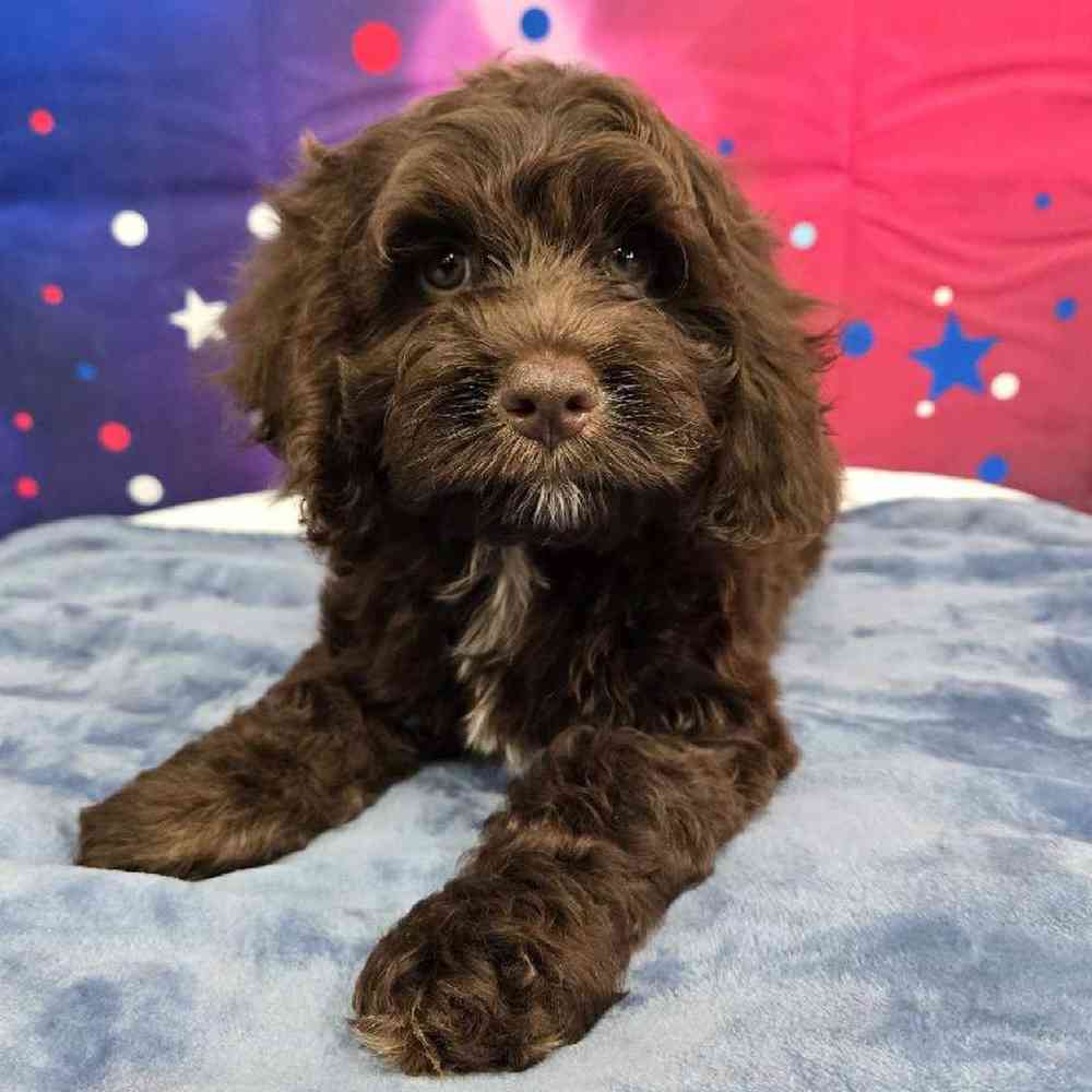 Male Cockapoo Puppy for Sale in Virginia Beach, VA