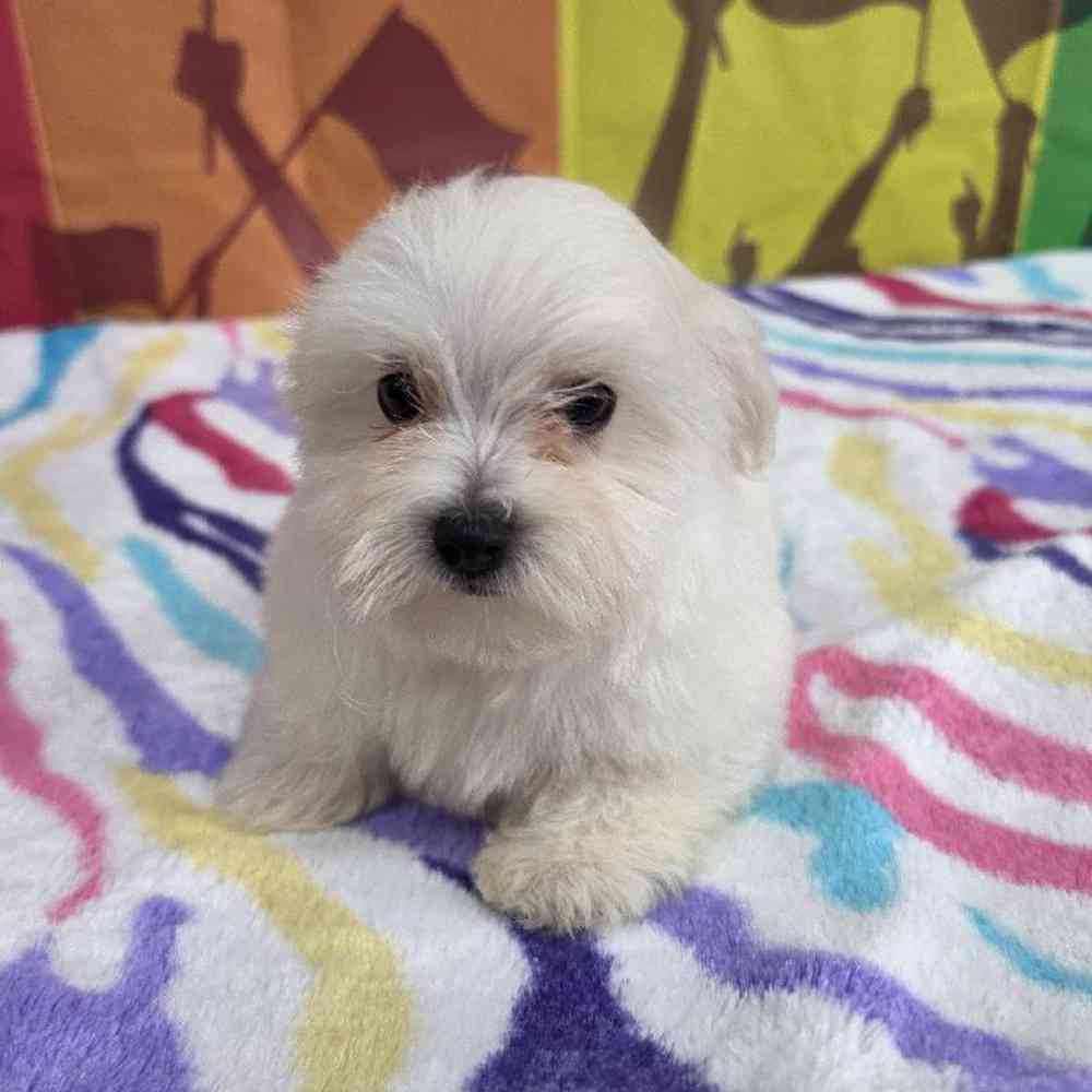 Male Maltese Puppy for Sale in Virginia Beach, VA