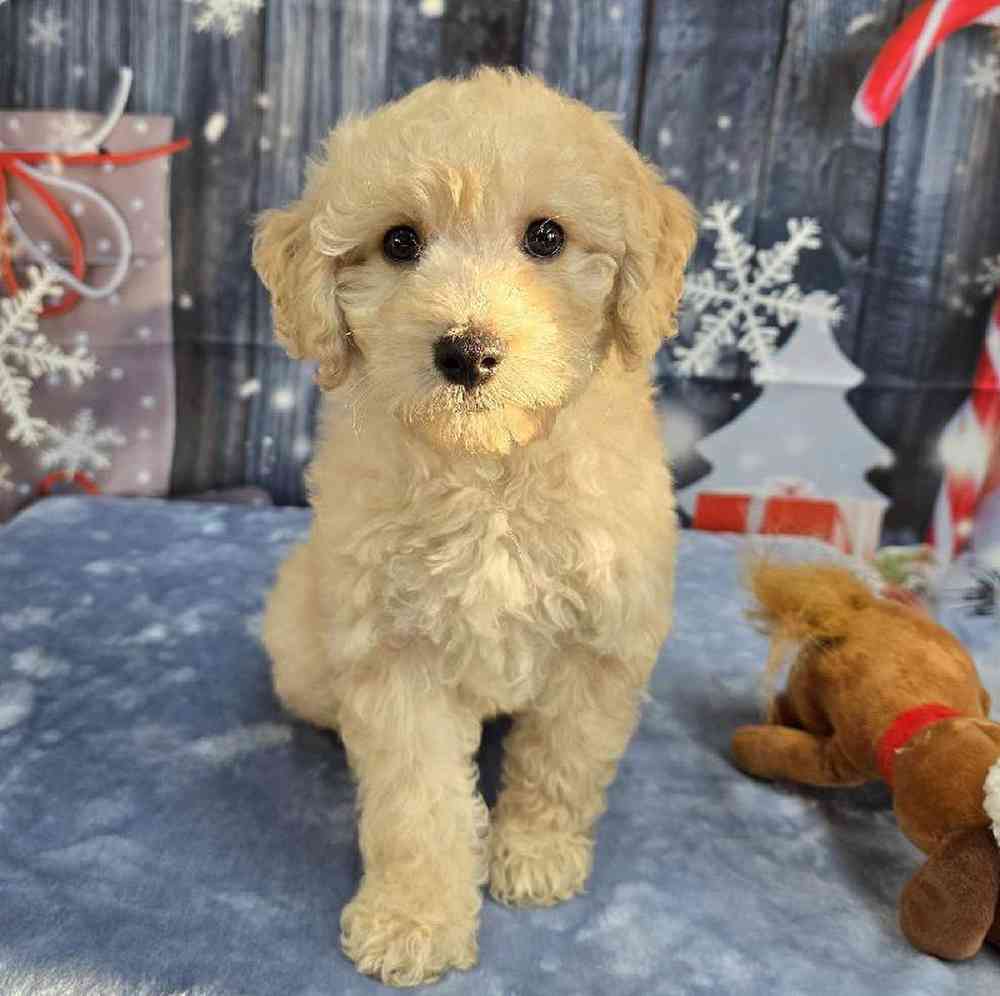 Male Mini Goldendoodle Puppy for Sale in Virginia Beach, VA