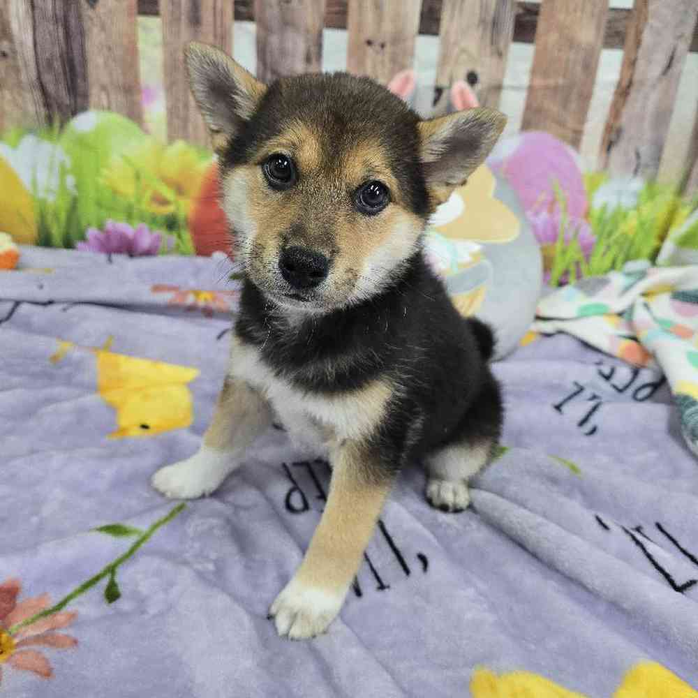 Male Shiba Inu Puppy for Sale in Virginia Beach, VA