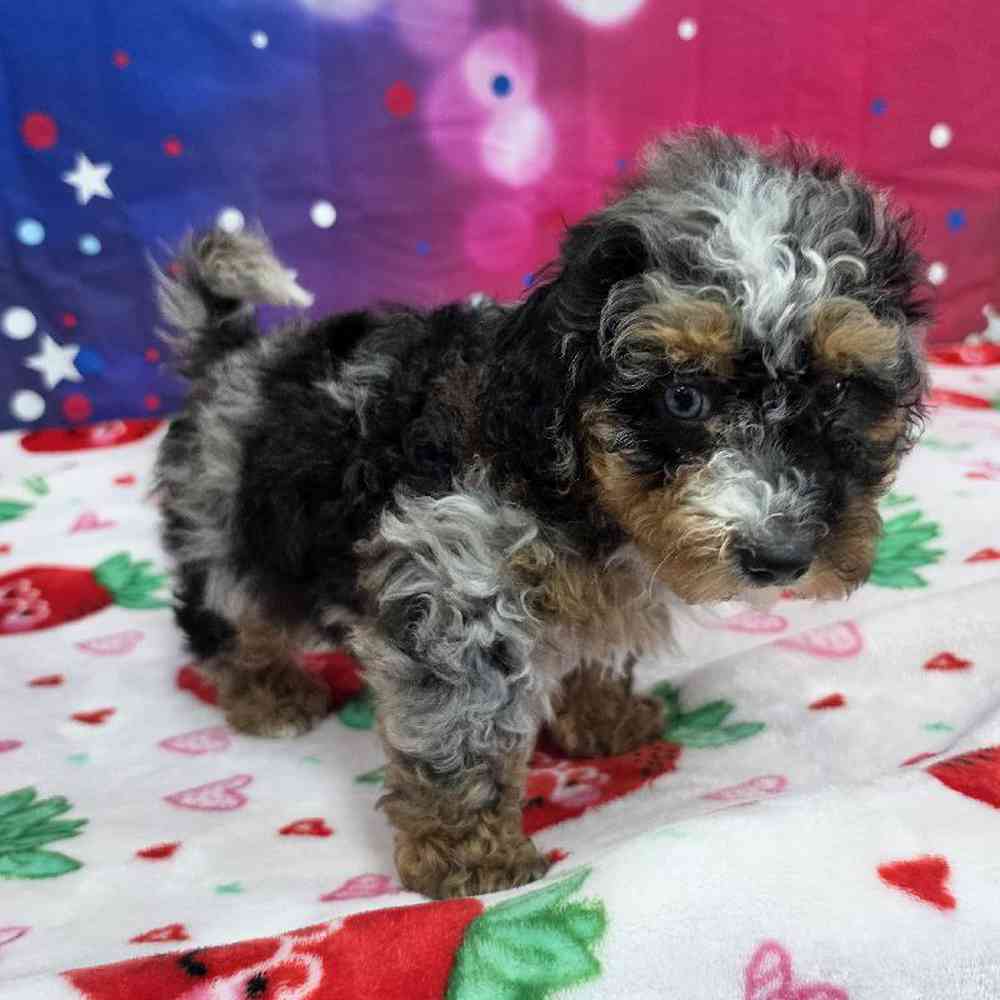 Female Mini Bernadoodle Puppy for Sale in Virginia Beach, VA