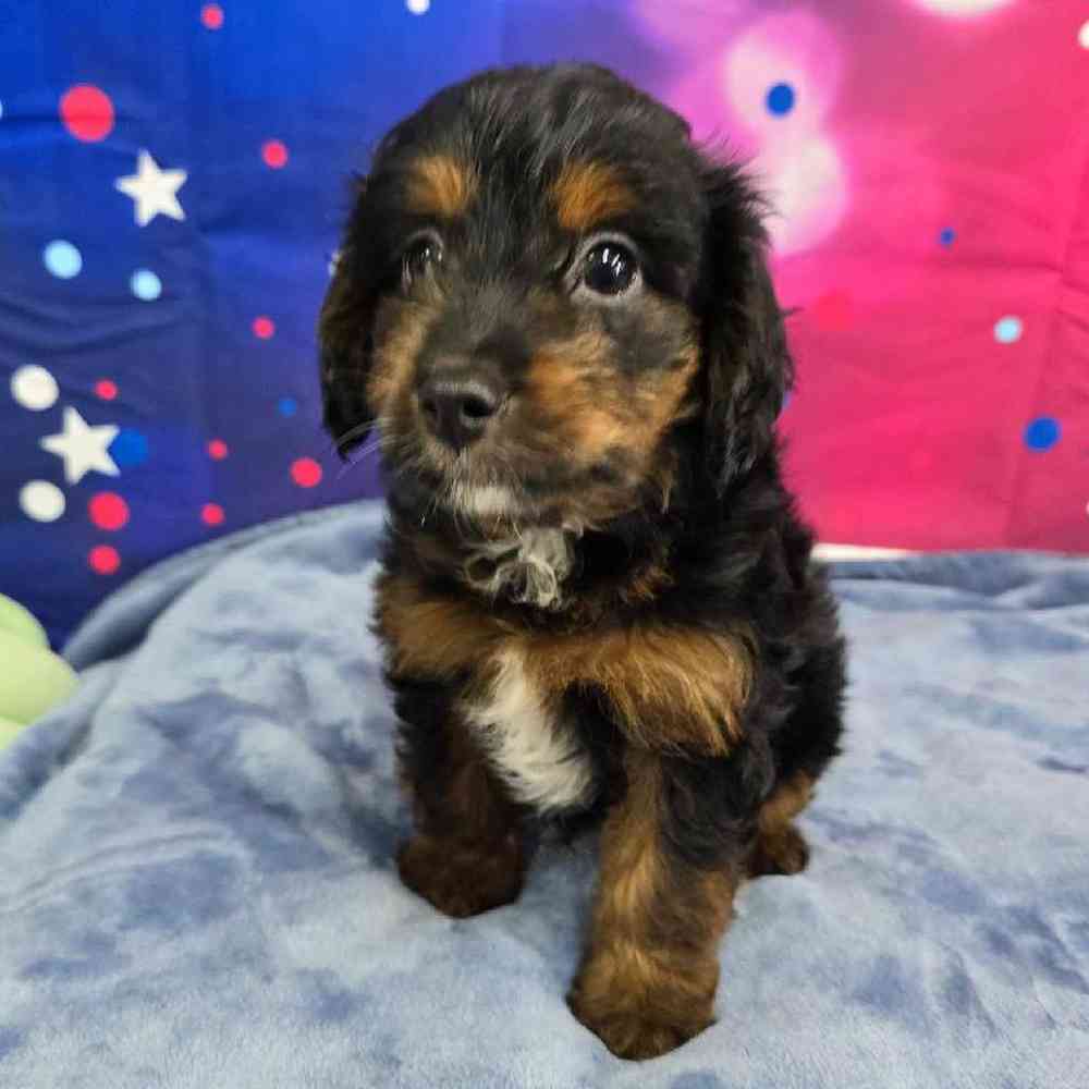 Male Mini Aussiedoodle Puppy for Sale in Virginia Beach, VA