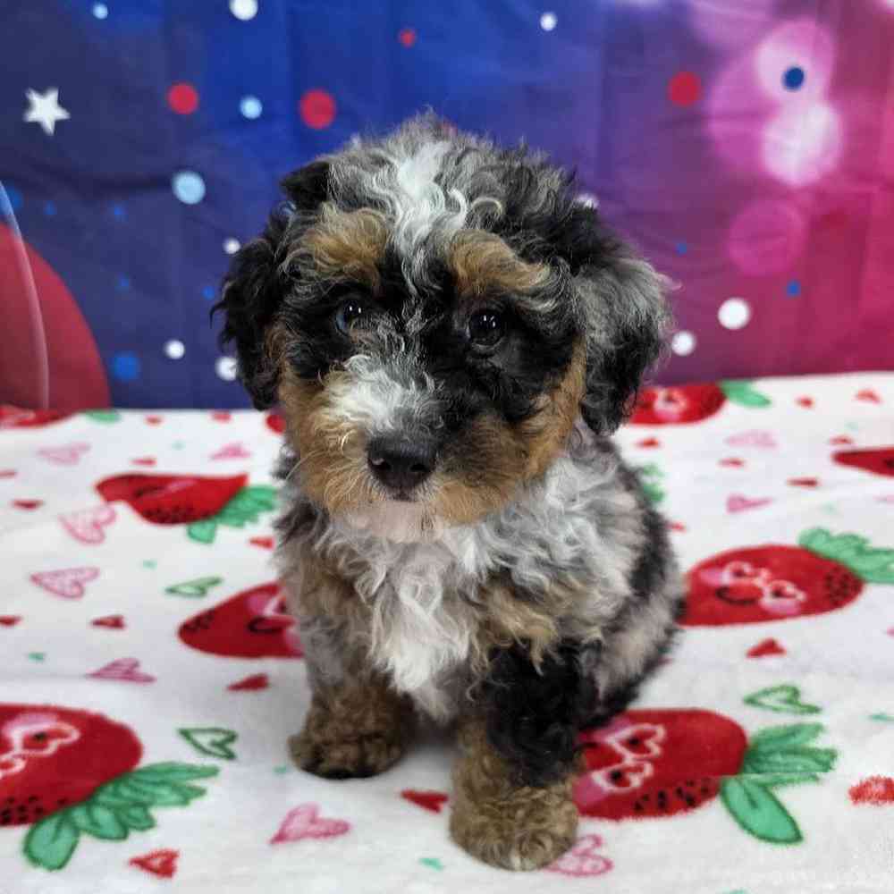 carousel pet images