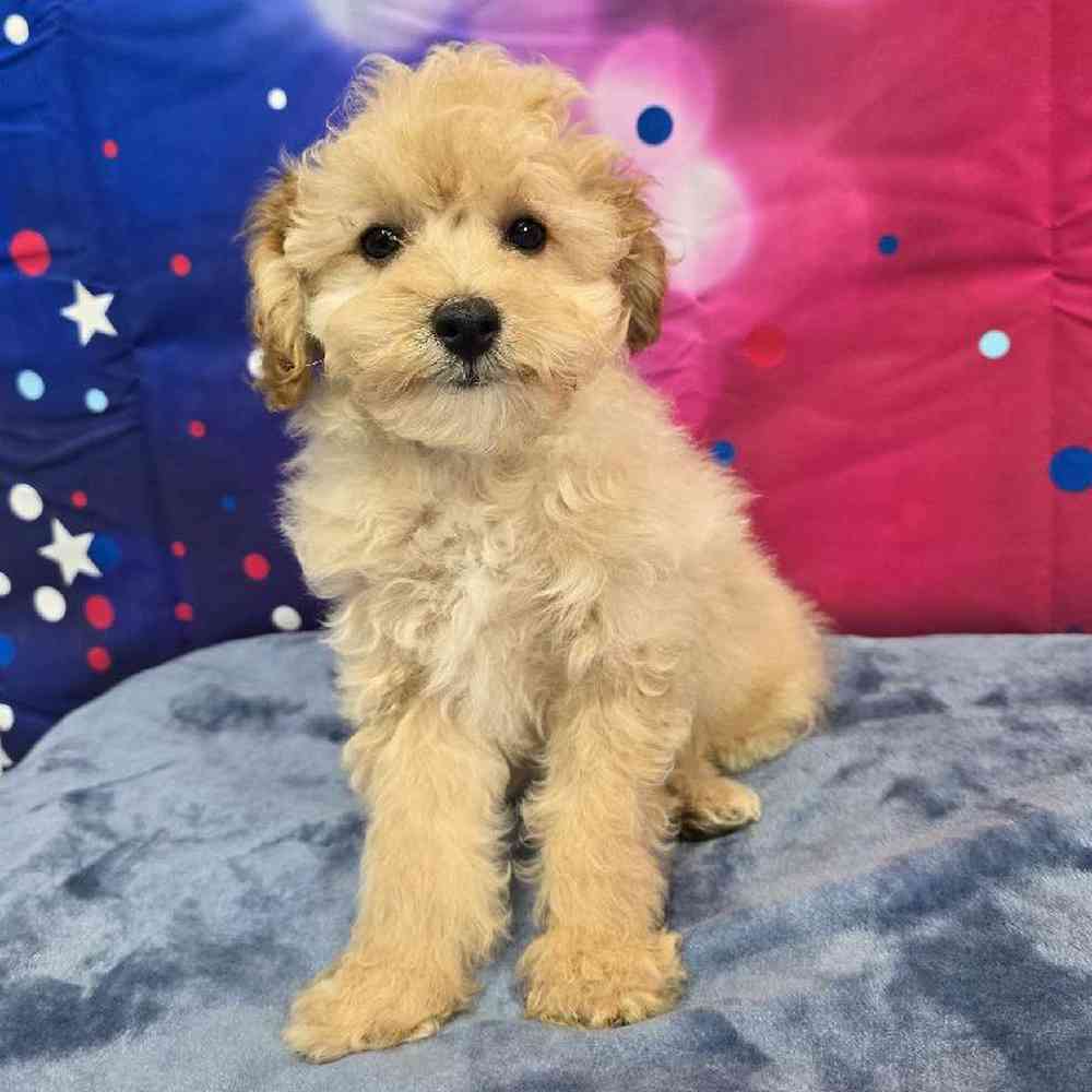 Male Poodle Puppy for Sale in Virginia Beach, VA