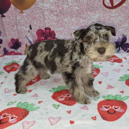 Mini Schnauzer