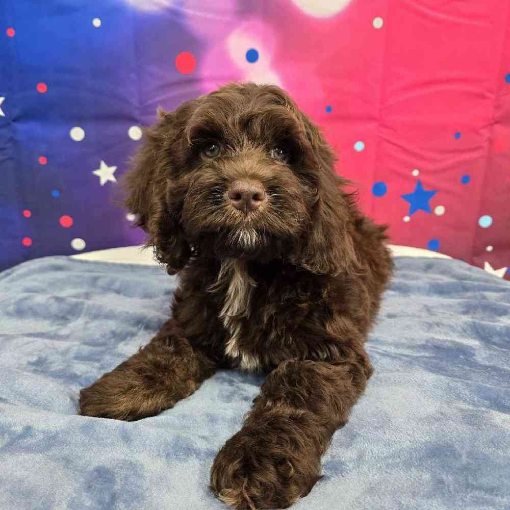 Male Cockapoo Puppy for Sale in Virginia Beach, VA