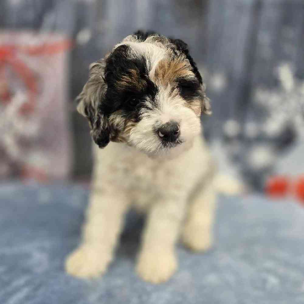 Male Mini Bernadoodle Puppy for Sale in Virginia Beach, VA