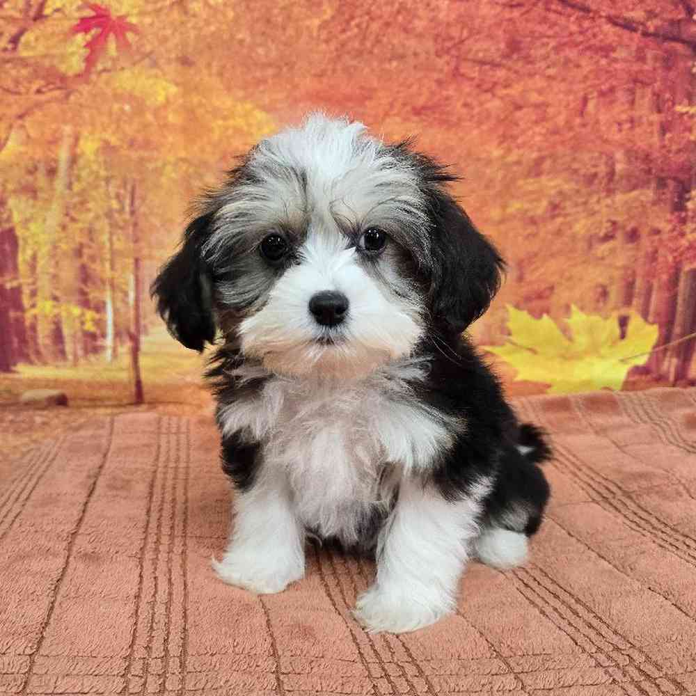 Male Chinese Crested Puppy for Sale in Virginia Beach, VA