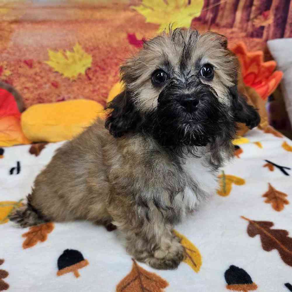 Male Shipoo Puppy for Sale in Virginia Beach, VA