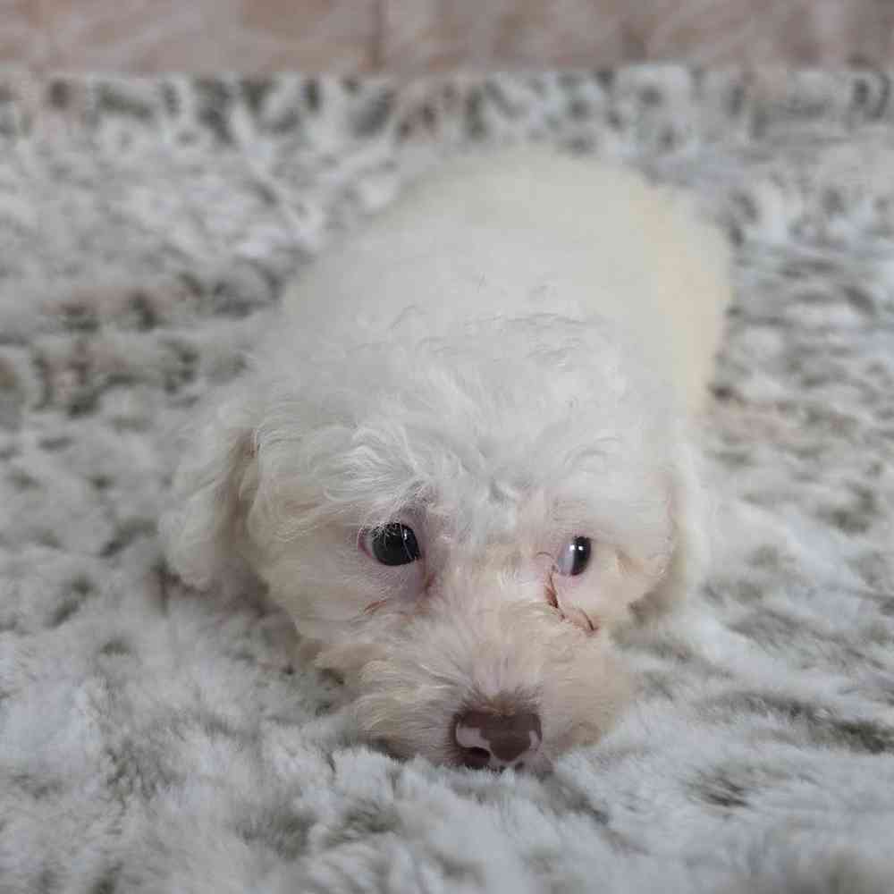 Male Poodle Toy Puppy for Sale in Virginia Beach, VA