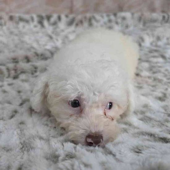 Poodle Toy