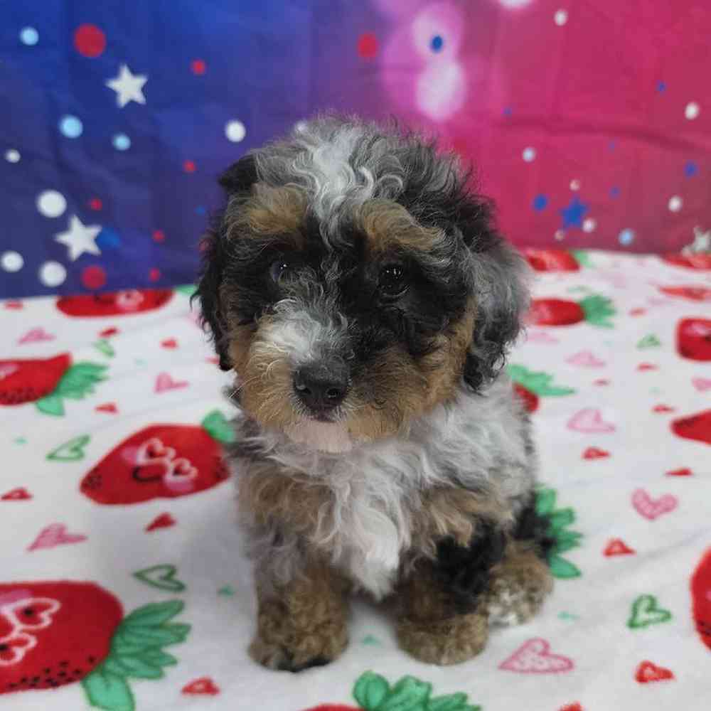 Female Mini Bernadoodle Puppy for Sale in Virginia Beach, VA