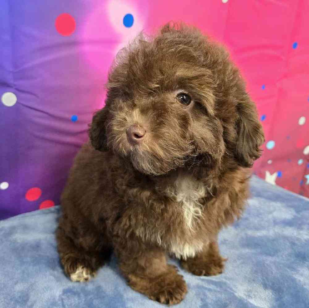 Male Mini Aussiedoodle Puppy for Sale in Virginia Beach, VA