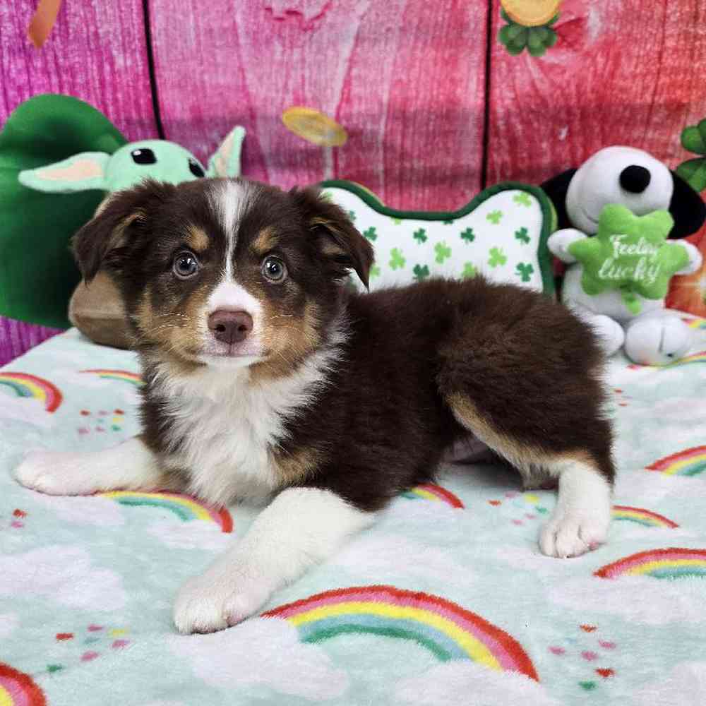 Female Toy Australian Shepherd Puppy for Sale in Virginia Beach, VA