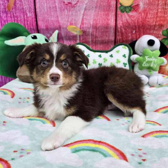 Toy Australian Shepherd 