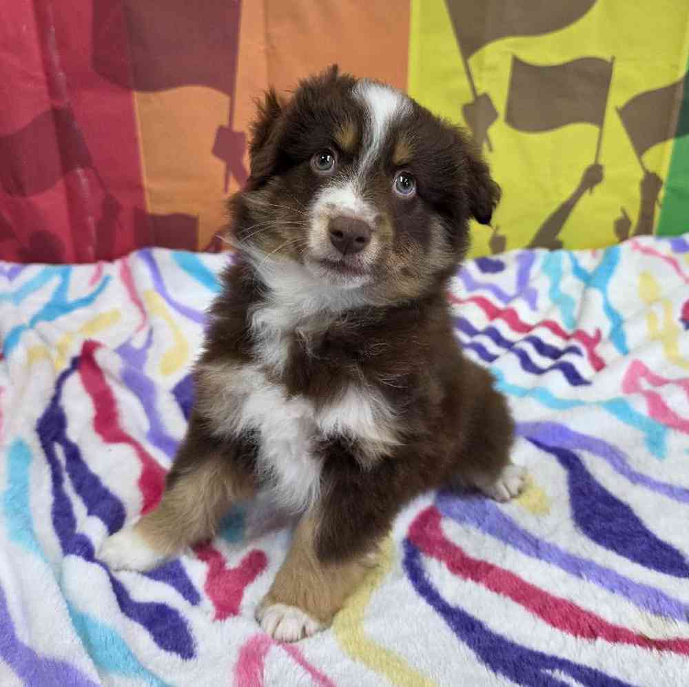 Male Australian Shepherd Puppy for Sale in Virginia Beach, VA
