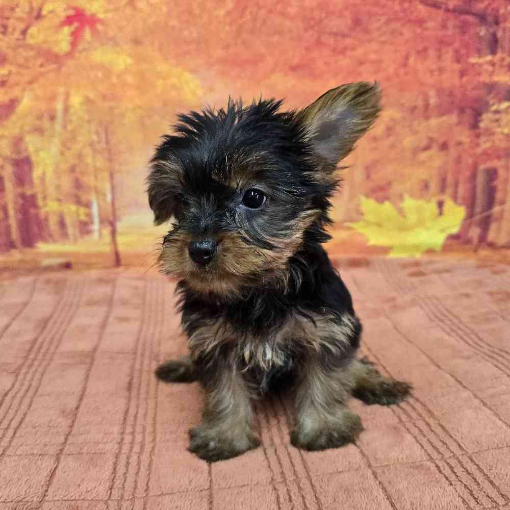 Female Yorkie Puppy for Sale in Virginia Beach, VA