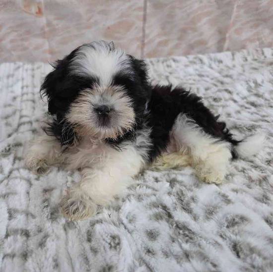 Shih Tzu