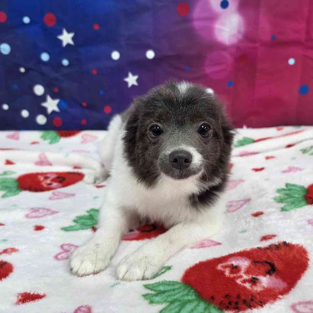 Male Pomeranian Puppy for Sale in Virginia Beach, VA