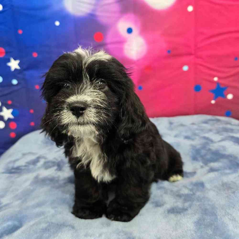 Female Shipoo Puppy for Sale in Virginia Beach, VA