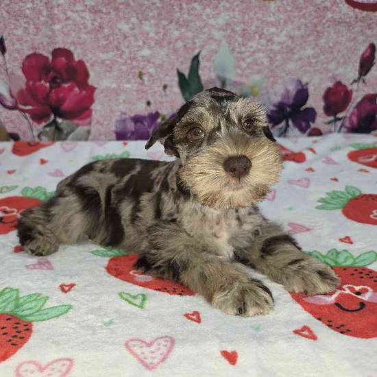 Mini Schnauzer