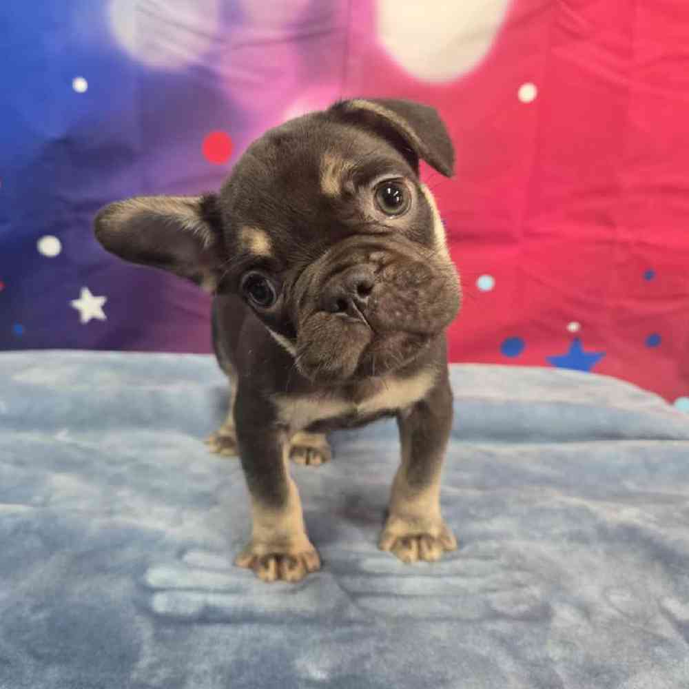 Male French Bulldog Puppy for Sale in Virginia Beach, VA