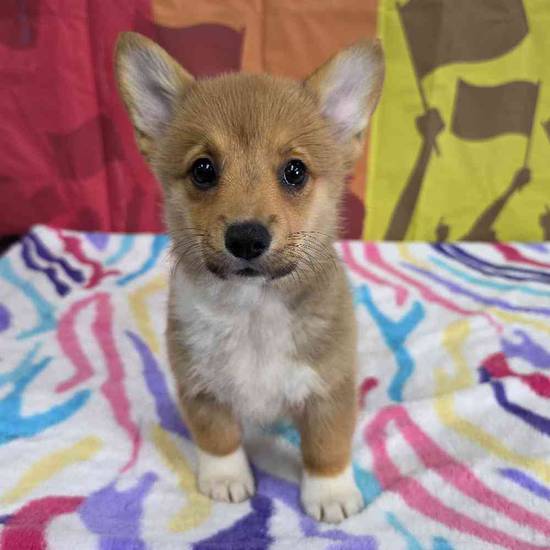 Pembroke Welsh Corgi