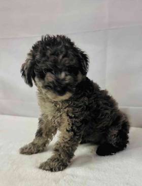 Mini Sheepadoodle 