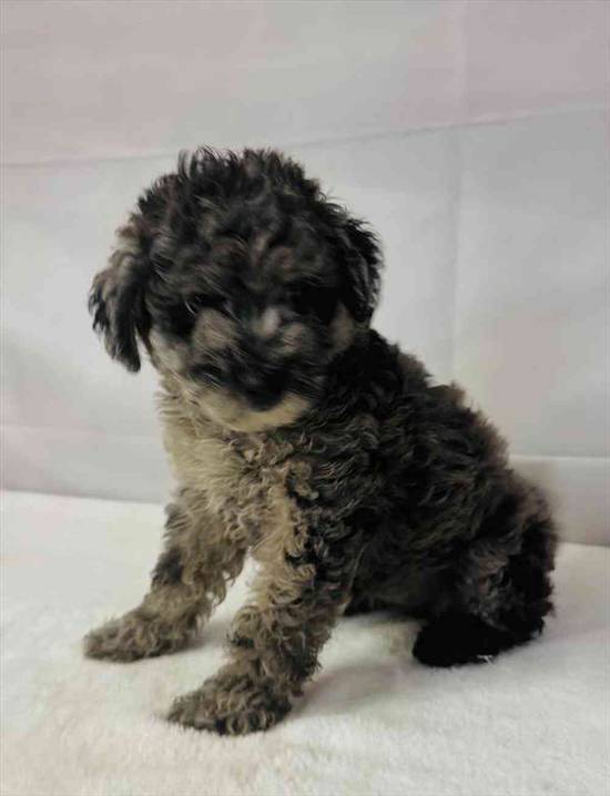 Mini Sheepadoodle 