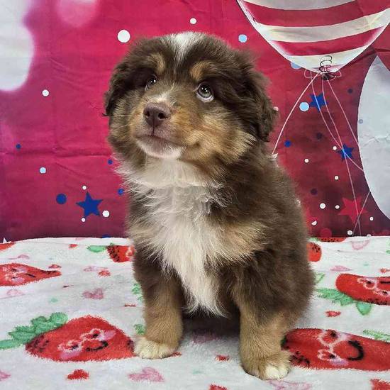 Toy Australian Shepherd 