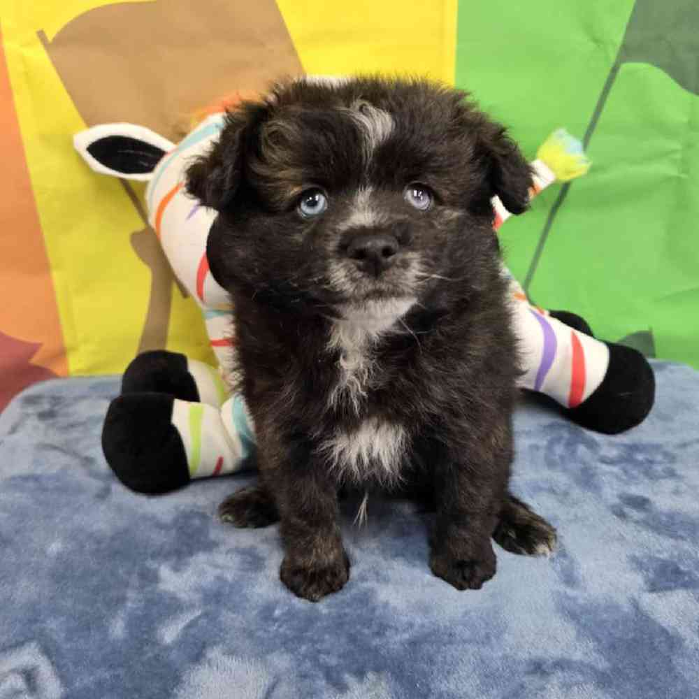 Male Pomsky Puppy for Sale in Virginia Beach, VA