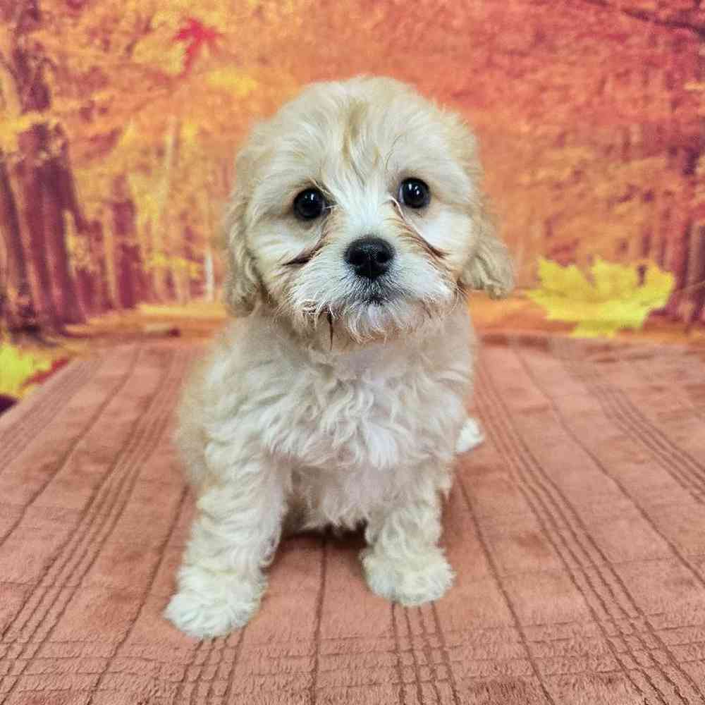Female Cavachon Puppy for Sale in Virginia Beach, VA