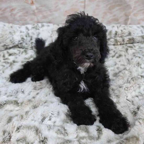 Poodle