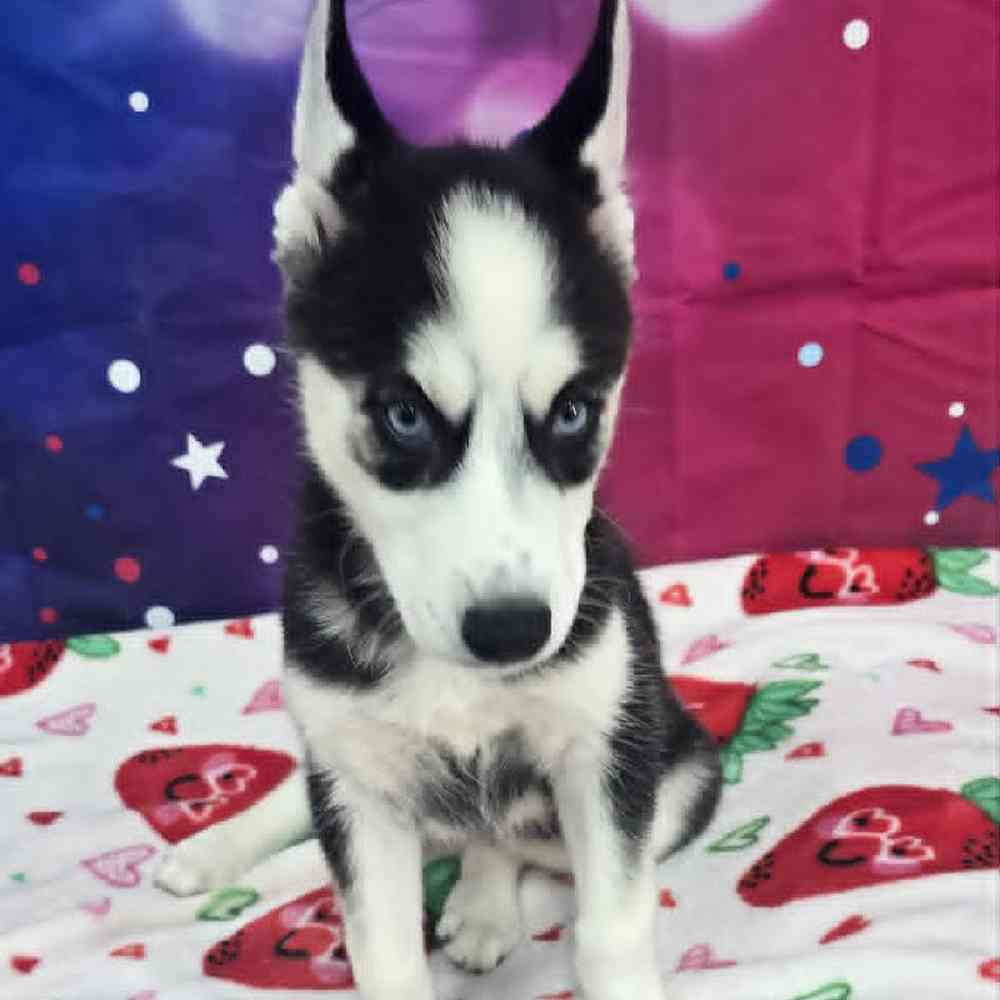 Female Siberian Husky Puppy for Sale in Virginia Beach, VA