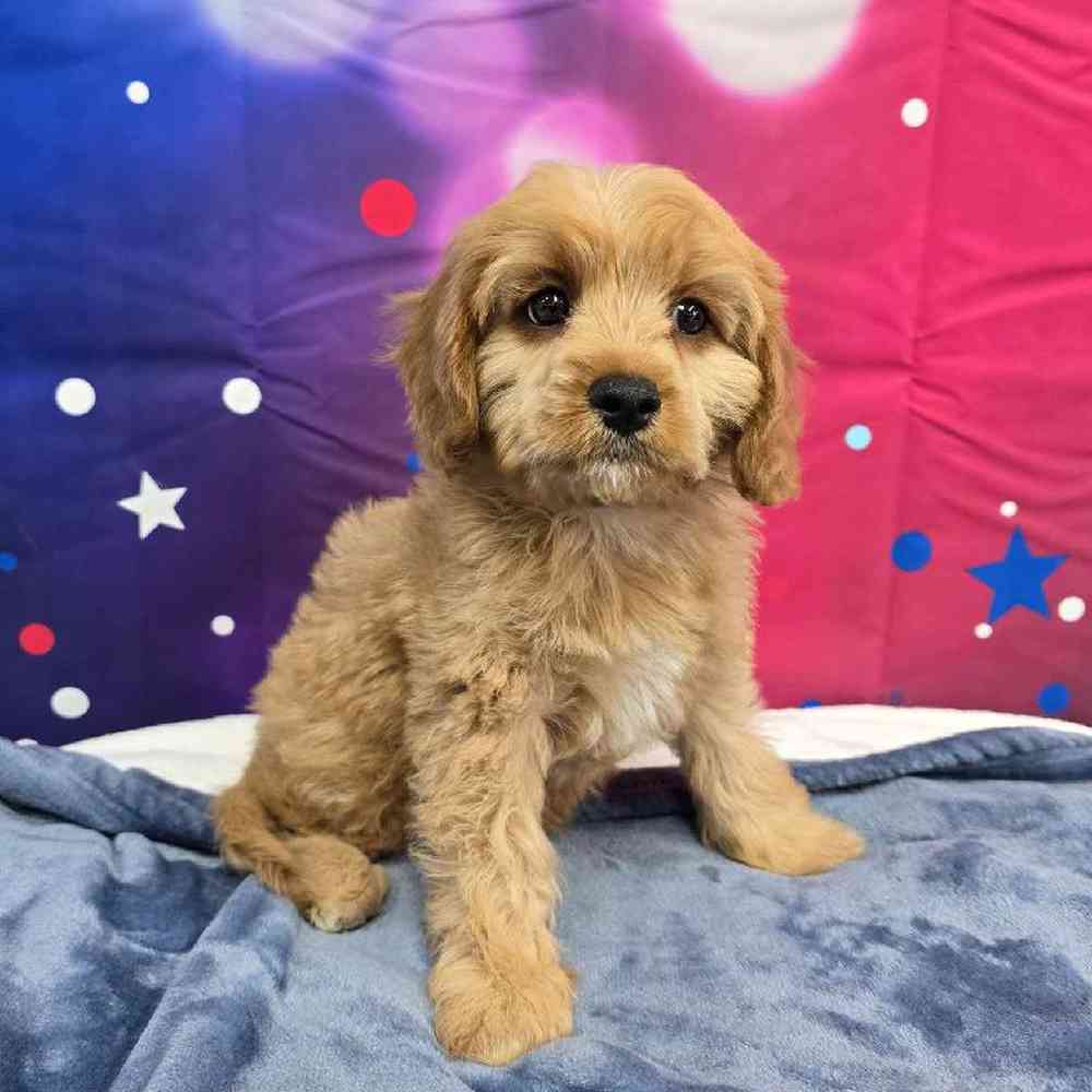 Male Cavapoo Puppy for Sale in Virginia Beach, VA