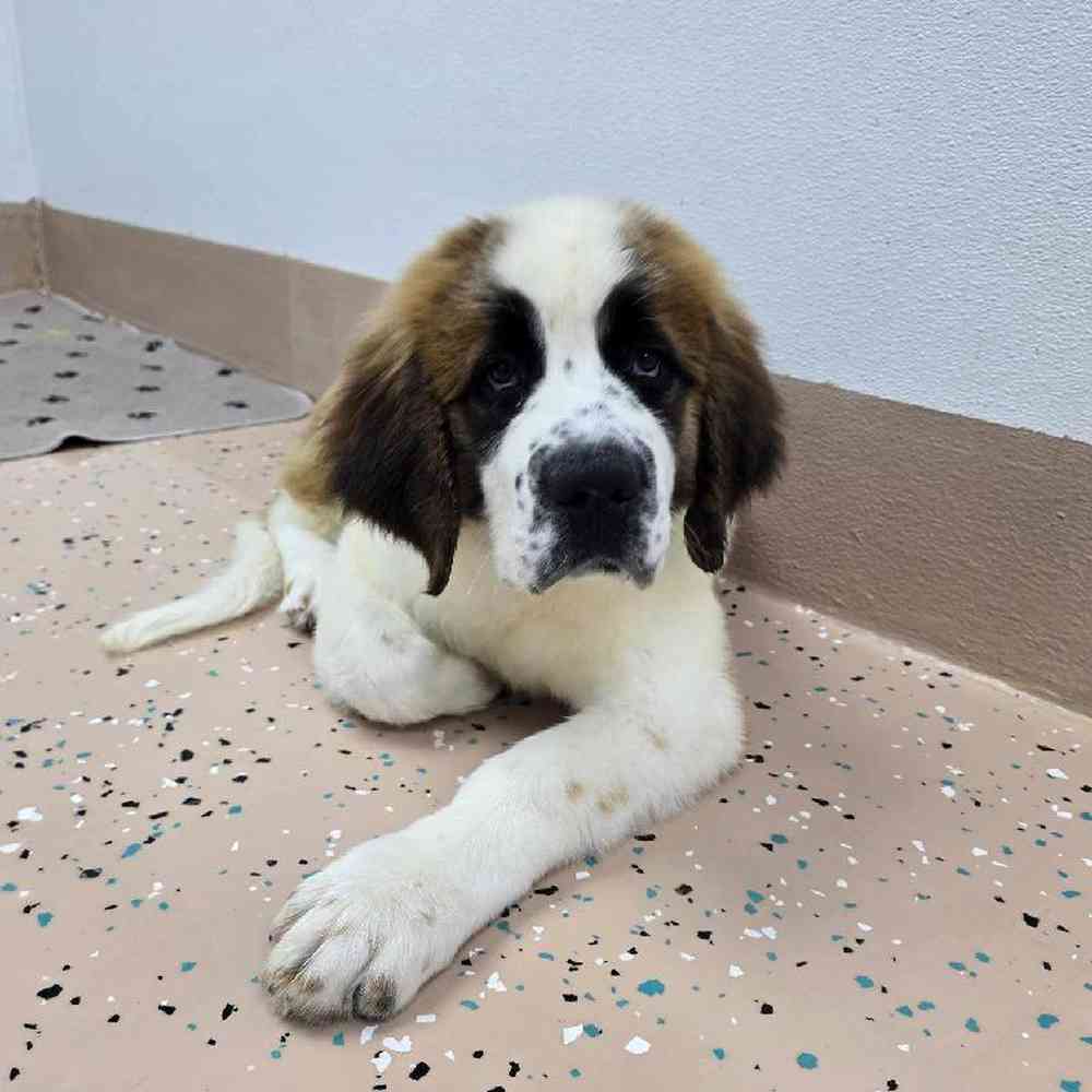 Female Saint Bernard Puppy for Sale in Virginia Beach, VA