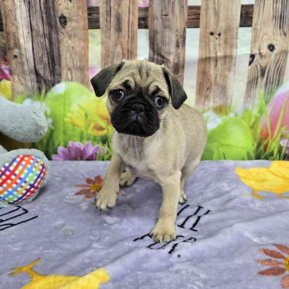 Female Pug Puppy for Sale in Virginia Beach, VA