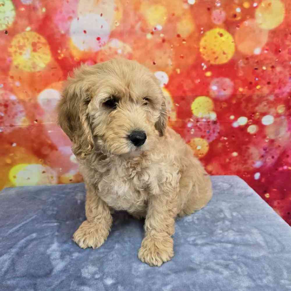 Male Moyen Poodle-Golden Retriever Puppy for Sale in Virginia Beach, VA