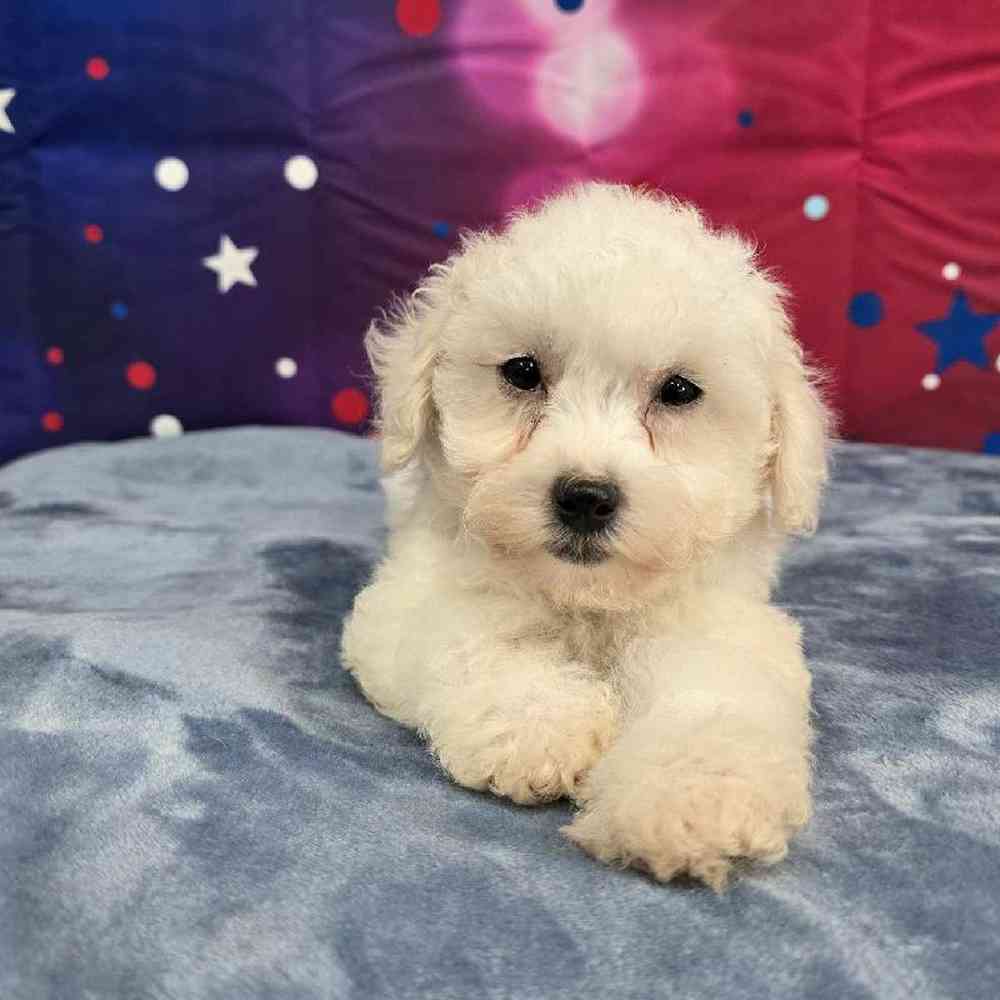 Male Bichon Puppy for Sale in Virginia Beach, VA