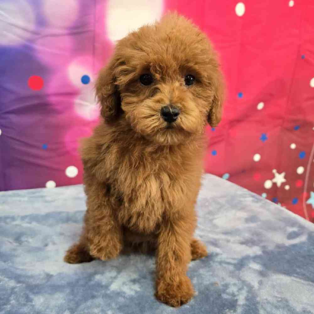Female Poodle Puppy for Sale in Virginia Beach, VA