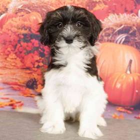 Havanese