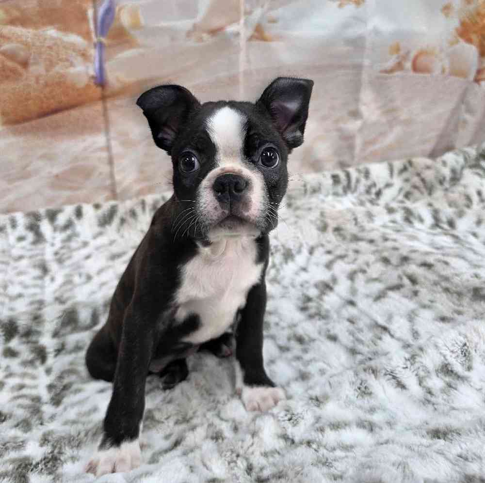Male Boston Terrier Puppy for Sale in Virginia Beach, VA