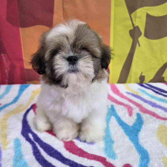 Shih Tzu
