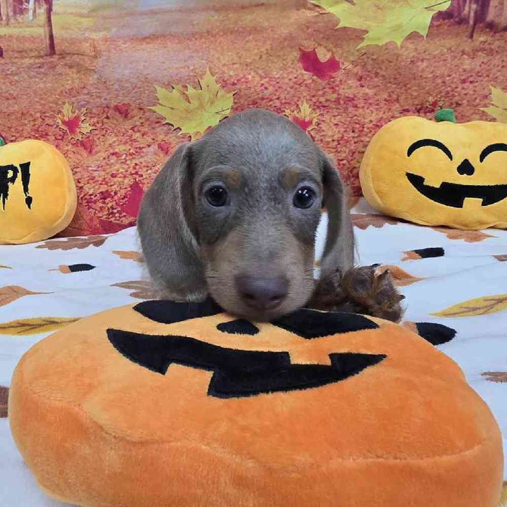 Male Dachshund Puppy for Sale in Virginia Beach, VA