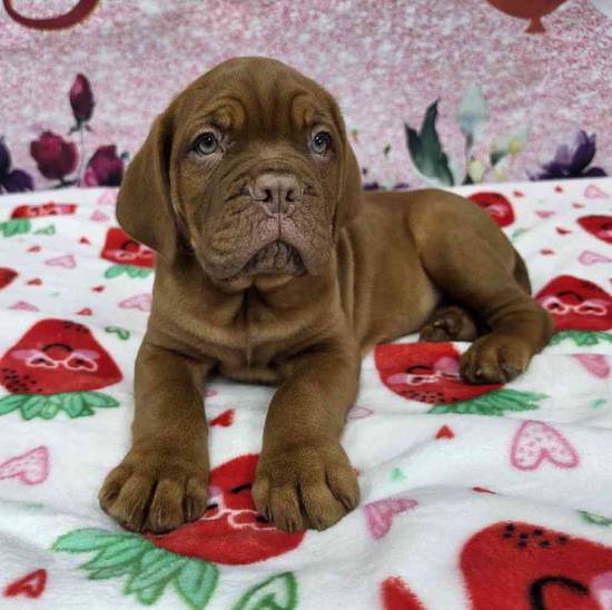 Dogue De Bordeaux
