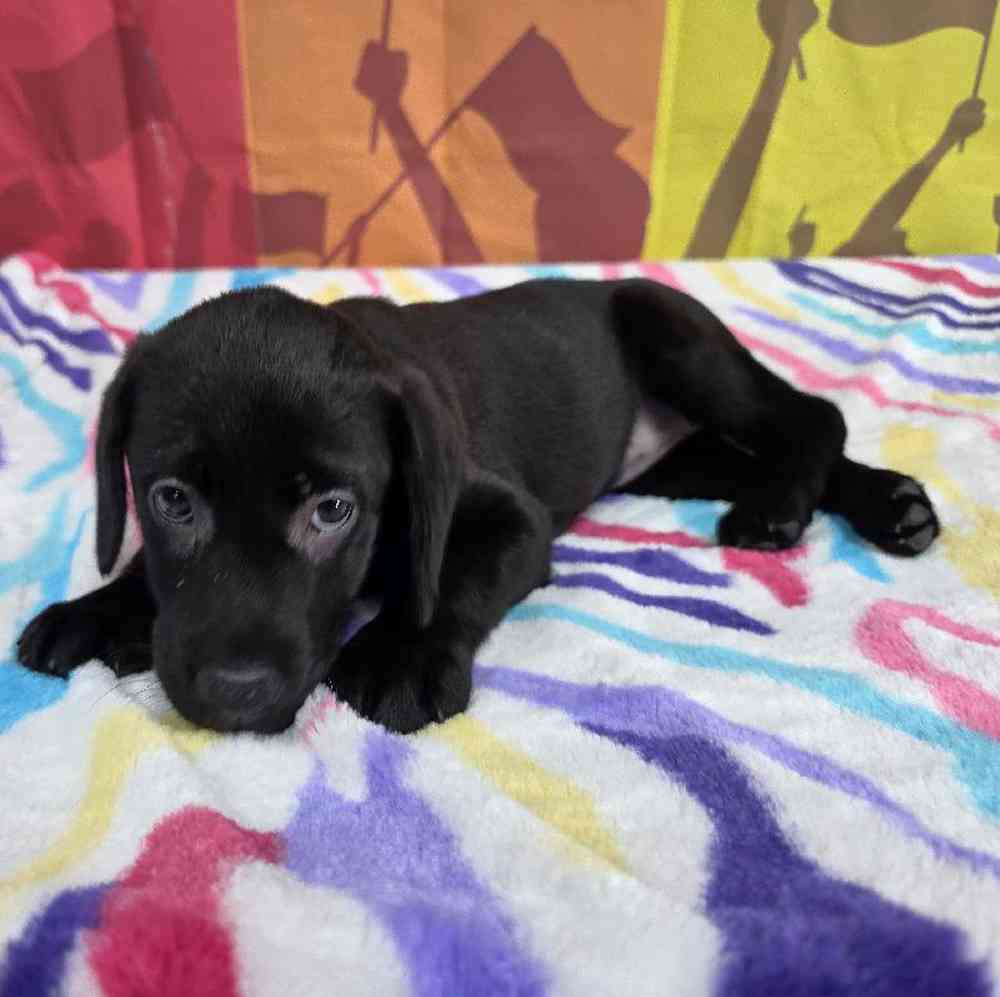 Female Labrador Retriever Puppy for Sale in Virginia Beach, VA