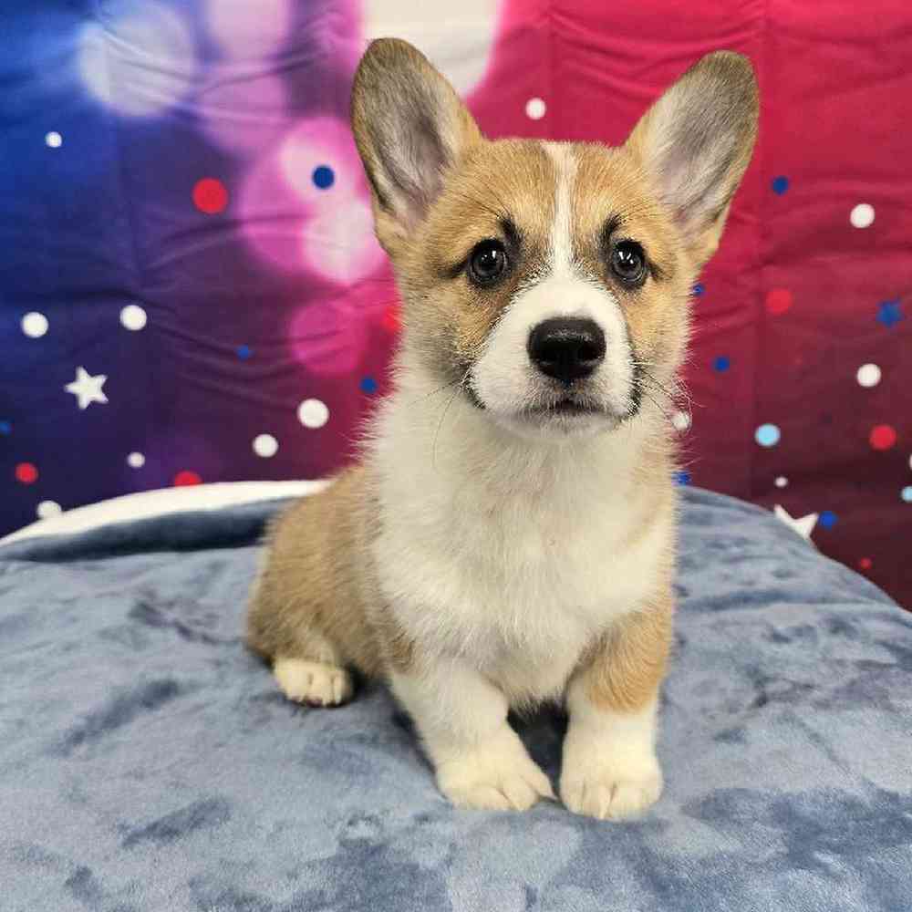 Female Pembroke Welsh Corgi Puppy for Sale in Virginia Beach, VA