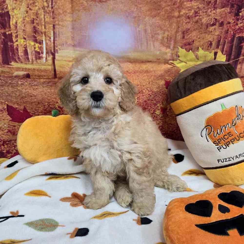 Male Mini Goldendoodle Puppy for Sale in Virginia Beach, VA